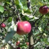 Cosmic Crisp And Melrose Apple Bundle (3 Trees)