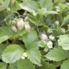 White Solemacher Alpine Strawberry