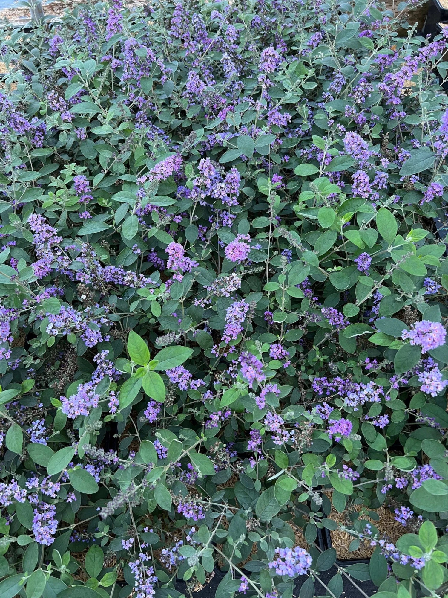 LO & BEHOLD® ‘Blue Chip Jr.’ 2 LO & BEHOLD® ‘Blue Chip Jr.’ - Image 2