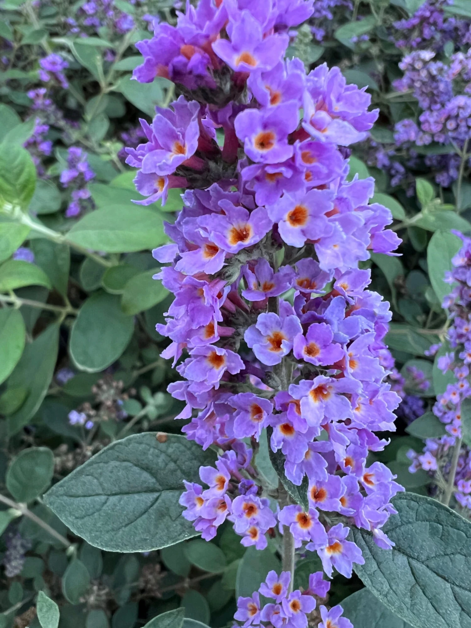 LO & BEHOLD® ‘Blue Chip Jr.’ 1 LO & BEHOLD® ‘Blue Chip Jr.’