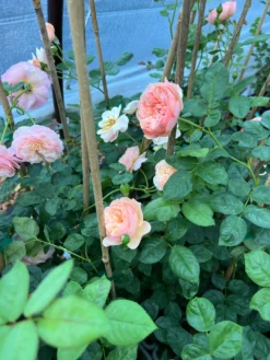 FLAVORETTE™ Honey-Apricot Rose -Alphas Plant Shop 95C1F9D3 27F1 459E AB0B 920C2758323B scaled