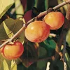 Prairie Dawn ™ American Persimmon
