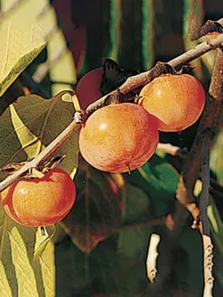 Prairie Dawn ™ American Persimmon