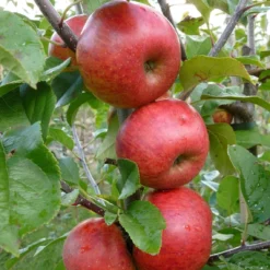 Unbeatable Urban Apple Bundle (3 Trees) 5 Unbeatable Urban Apple Bundle (3 Trees) -Alphas Plant Shop AppleRedWindsor