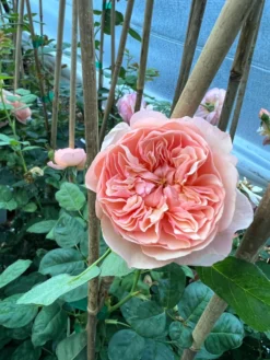 FLAVORETTE™ Honey-Apricot Rose -Alphas Plant Shop D523EFDA 5A0E 479B 842A 2757DCD6376E scaled