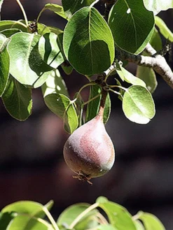 Moonglow Pear -Alphas Plant Shop MoonGlow Pyrus communis leaffruit Jean ccby20 scaled