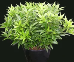 Fragrant Valley™ Himalayan Sweet Box