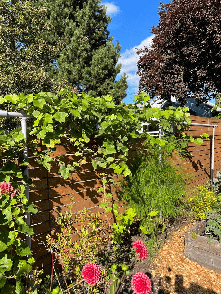 Freyr Trellis Extension By Seattle Urban Farm Company 1 Freyr Trellis Extension By Seattle Urban Farm Company