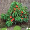 Pix Zee Dwarf Peach - Miniature