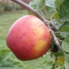 Alkemene Apple