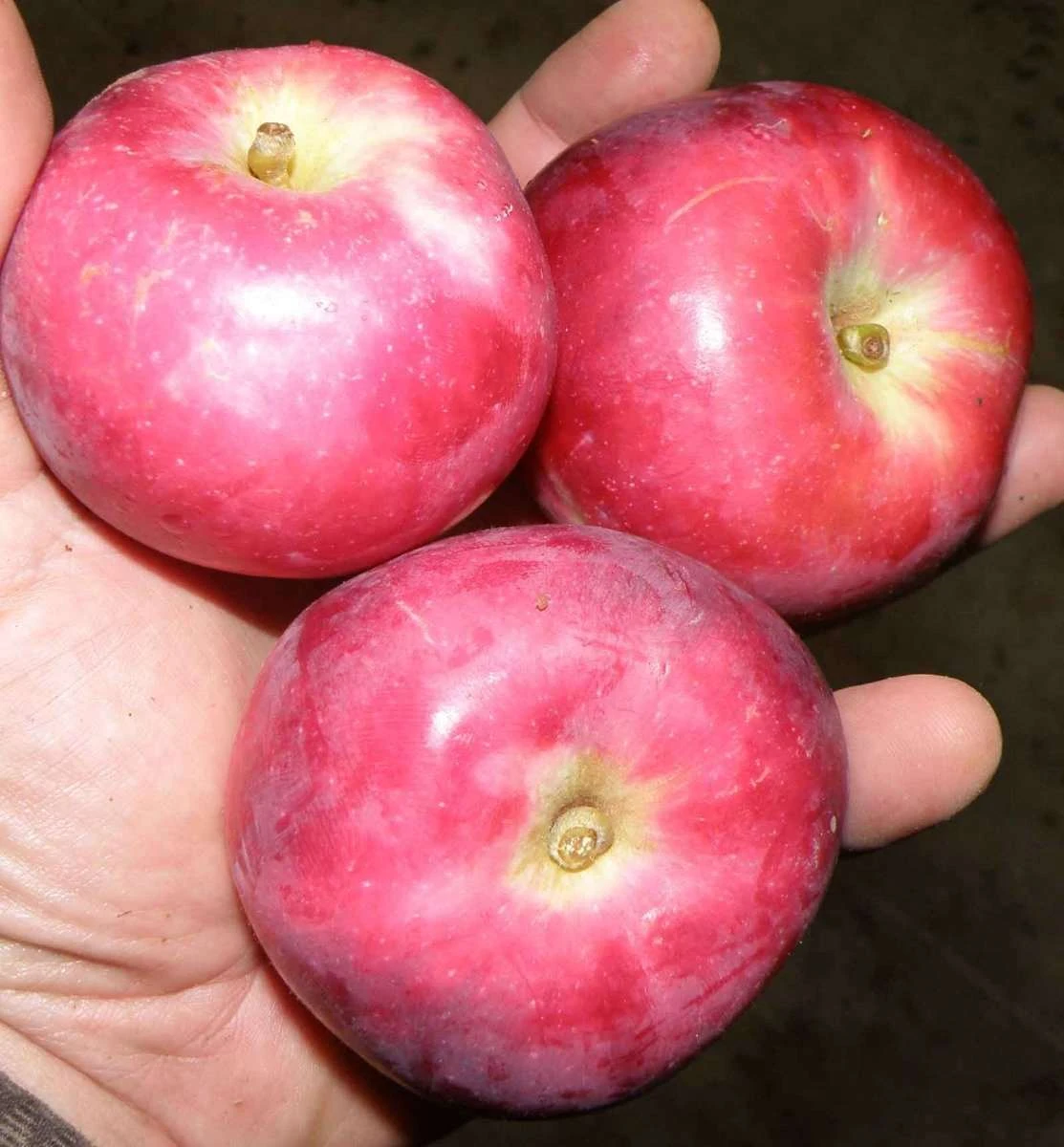 North Pole Columnar Apple 2 North Pole Columnar Apple - Image 2