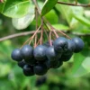 McKenzie Aronia