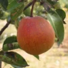 Ooharabeni Asian Pear