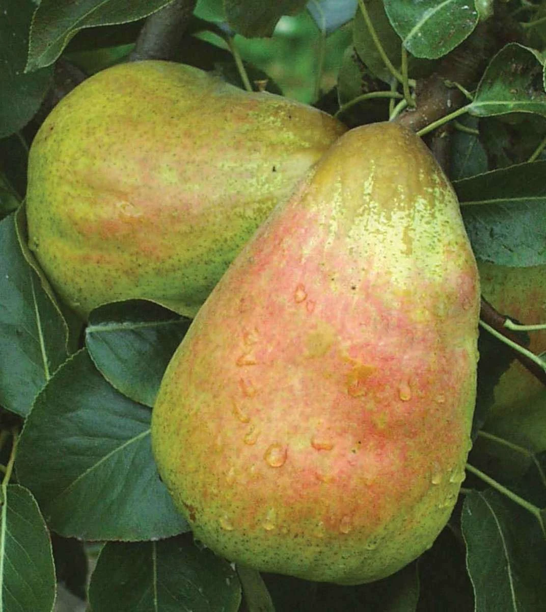 Bartlett European Pear 2 Bartlett European Pear - Image 2