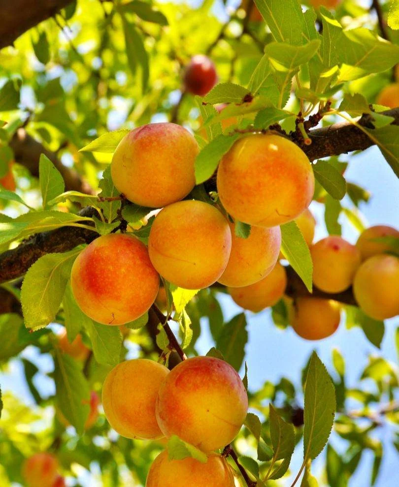 Alphas Plant Shop -Alphas Plant Shop baby crawford peach 1