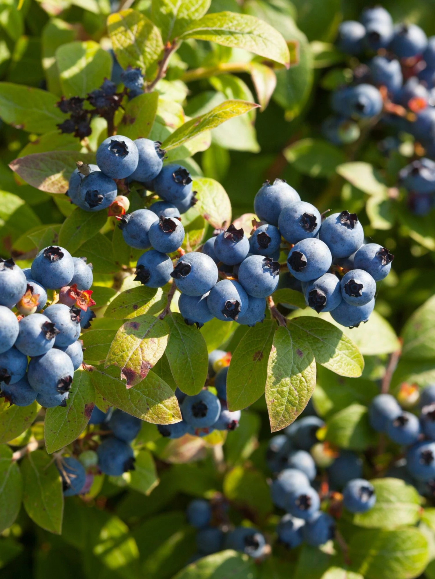 Big Blueberry Bundle No.2 1 Big Blueberry Bundle No.2