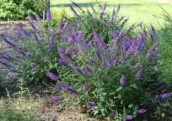 LO & BEHOLD® ‘Blue Chip Jr.’ 5 LO & BEHOLD® ‘Blue Chip Jr.’ -Alphas Plant Shop bcjr