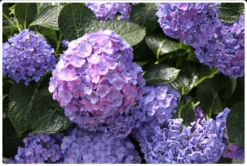 Let's Dance® Blue Jangles® Reblooming Hydrangea -Alphas Plant Shop bjangle