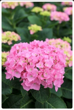 Let's Dance® Blue Jangles® Reblooming Hydrangea -Alphas Plant Shop bjangle2