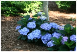 Let's Dance® Blue Jangles® Reblooming Hydrangea