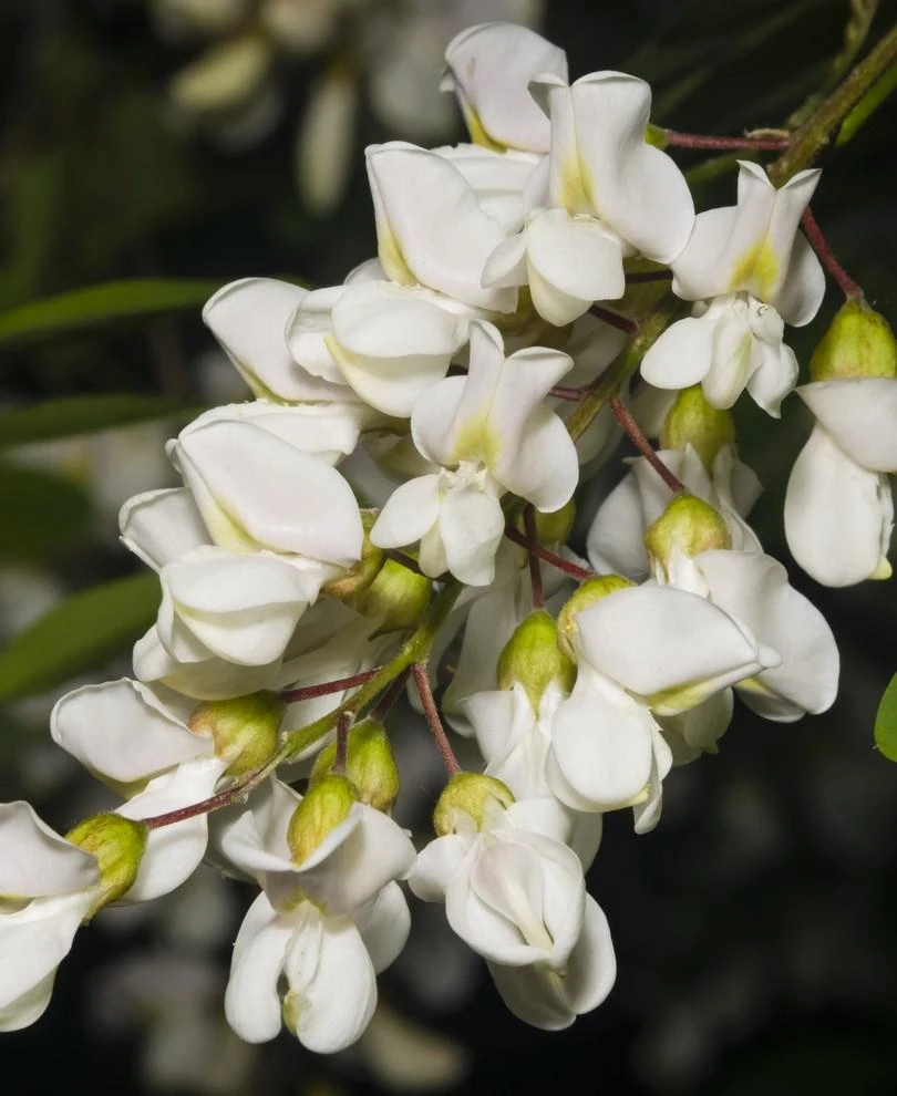 Black Locust Seedling 1 Black Locust Seedling