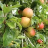 Bramley Apple