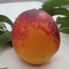 Speckled Egg Nectarine