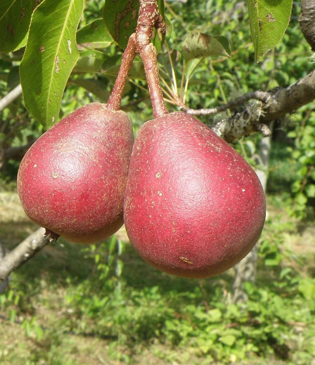 Cascade European Pear 1 Cascade European Pear