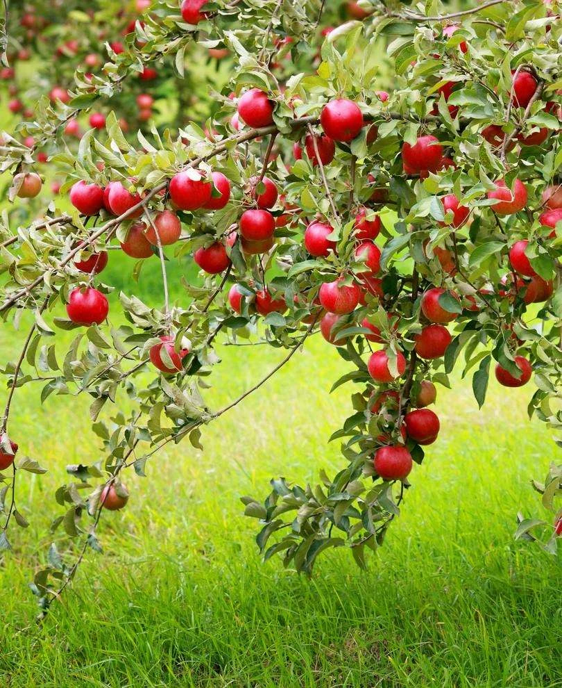 Combo Disease-Resistant Apple (4 Varieties) 1 Combo Disease-Resistant Apple (4 Varieties)