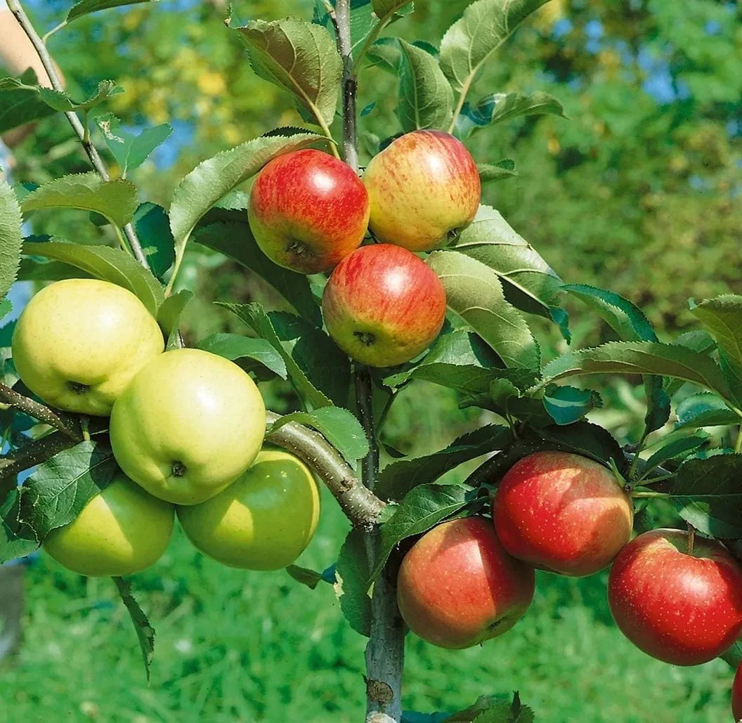 Combination Disease-Resistant Apple (3 Varieites) 1 Combination Disease-Resistant Apple (3 Varieites)