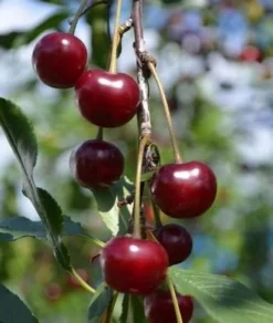 Craig's Crimson Cherry