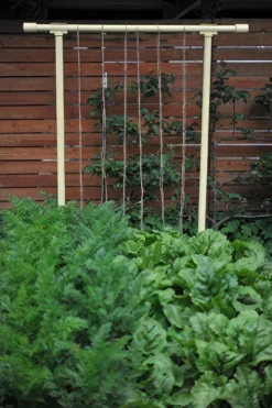 Freyr Trellis By Seattle Urban Farm Company -Alphas Plant Shop dandelion yellow gigapixel standard scale 6 00x cf02eff6 2c92 4e0d 8396 31d0d9480f7f scaled