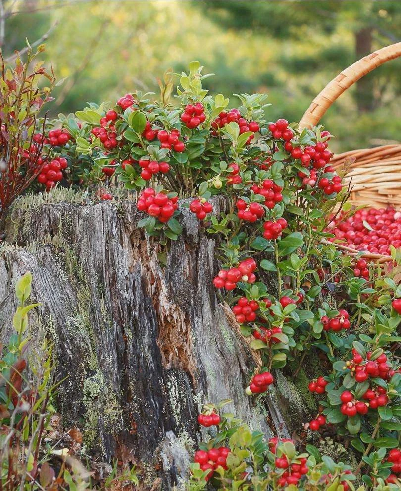 Erntesegen Lingonberry 1 Erntesegen Lingonberry