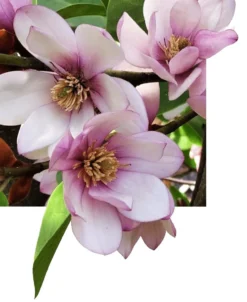 Michelia Doltsopa "Fairy Blush"