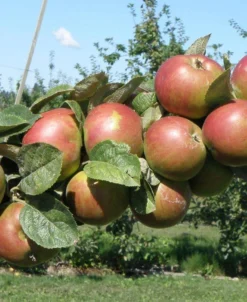 Combination Cider Apple Tree (3 Varieties)