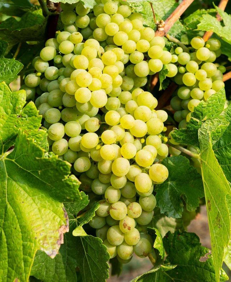 Hope Seedless Grape 1 Hope Seedless Grape