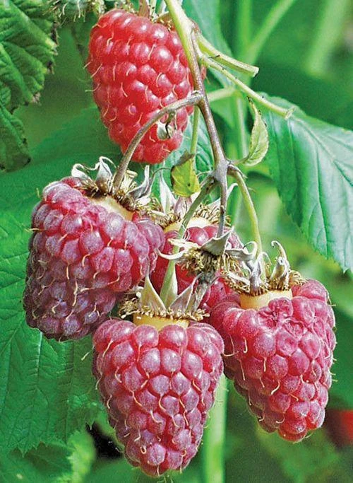 Tulameen Raspberry 1 Tulameen Raspberry