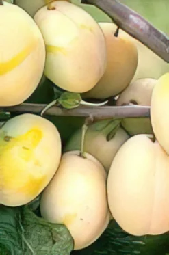 Schoolhouse European Plum