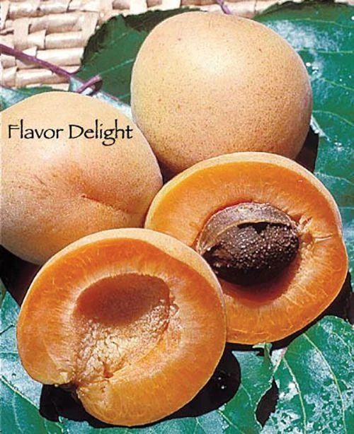 Flavor Delight Aprium 1 Flavor Delight Aprium