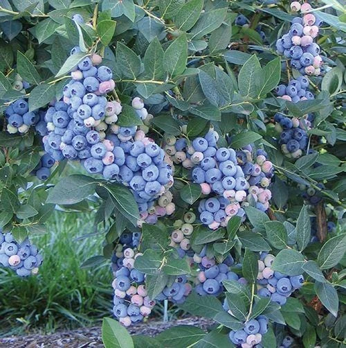 Aurora Blueberry 1 Aurora Blueberry