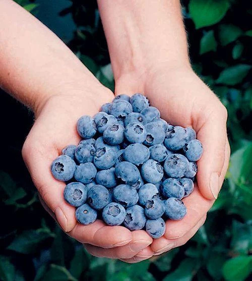 Elliott Blueberry 1 Elliott Blueberry