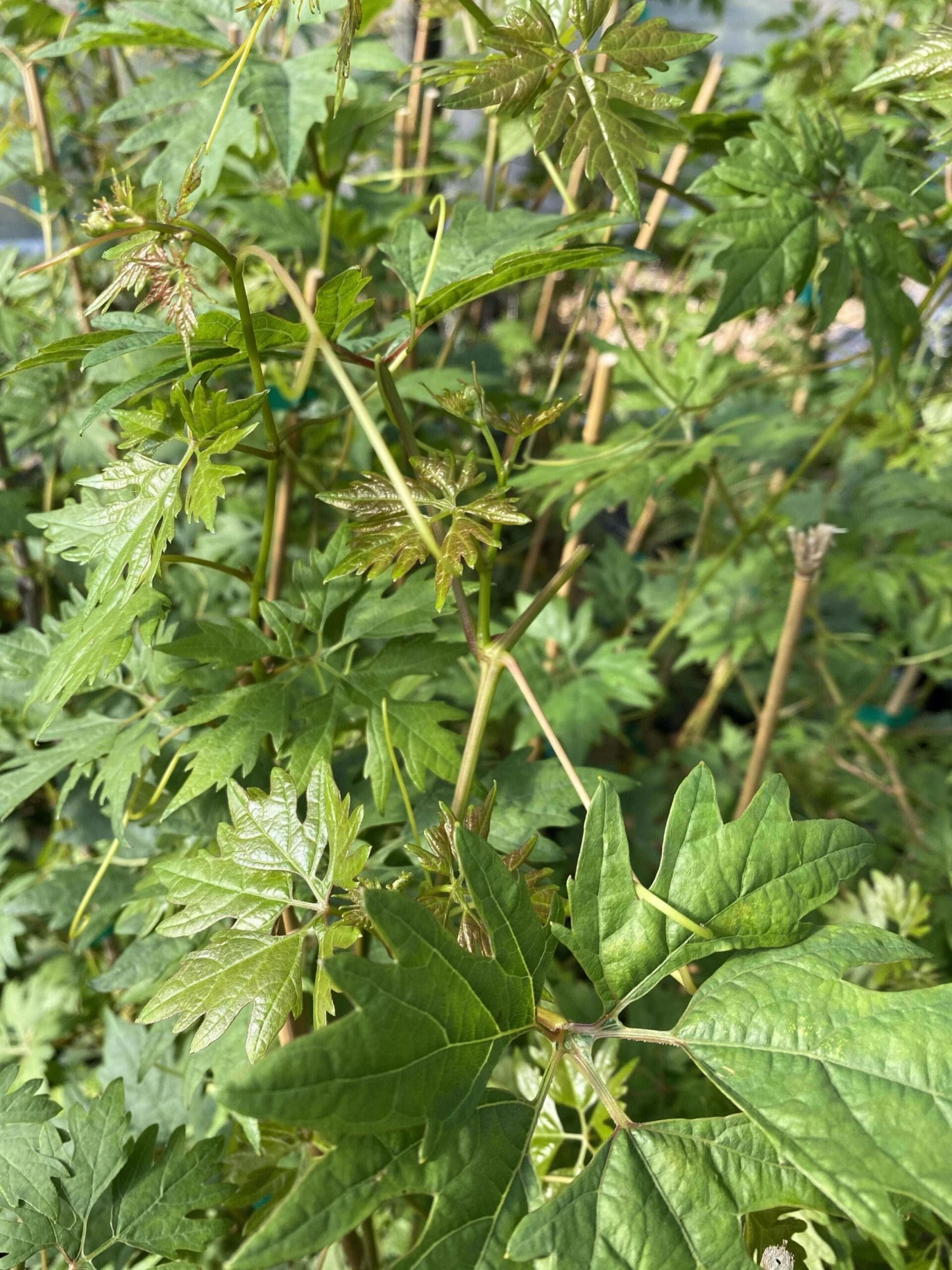 Sweet Lace Grape vine with fern-like foliage