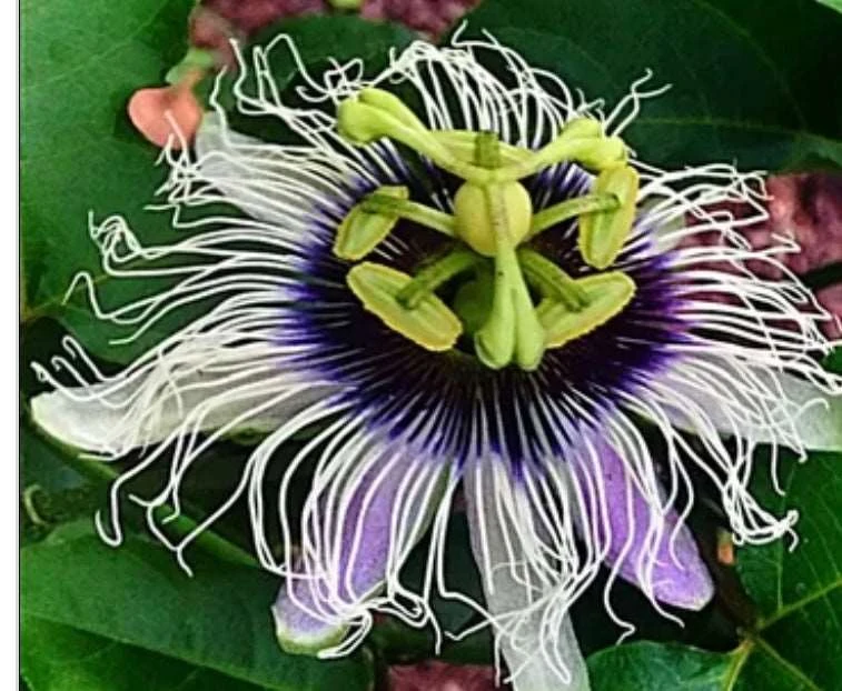 Possum Purple Passiflora 1 Possum Purple Passiflora