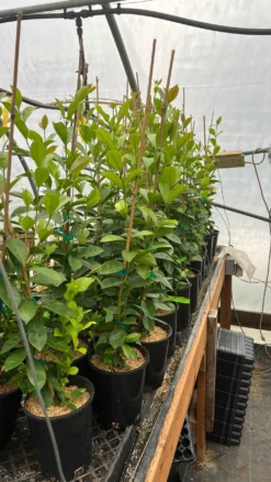 Lemon Guava 5 Lemon Guava -Alphas Plant Shop image b370b344 95ba 411a 945f e740f831a3d9 3 scaled