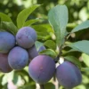 Italian Prune European Plum