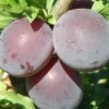 Kuban Comet Asian Plum