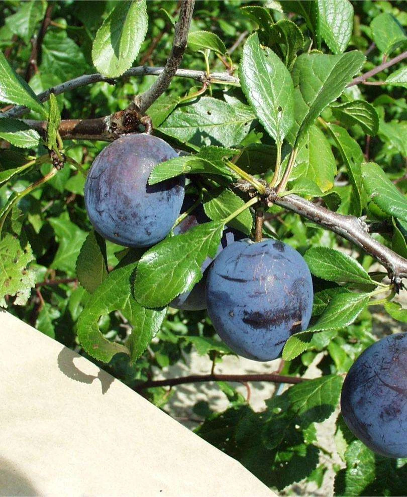 Kirke's Blue European Plum 1 Kirke's Blue European Plum