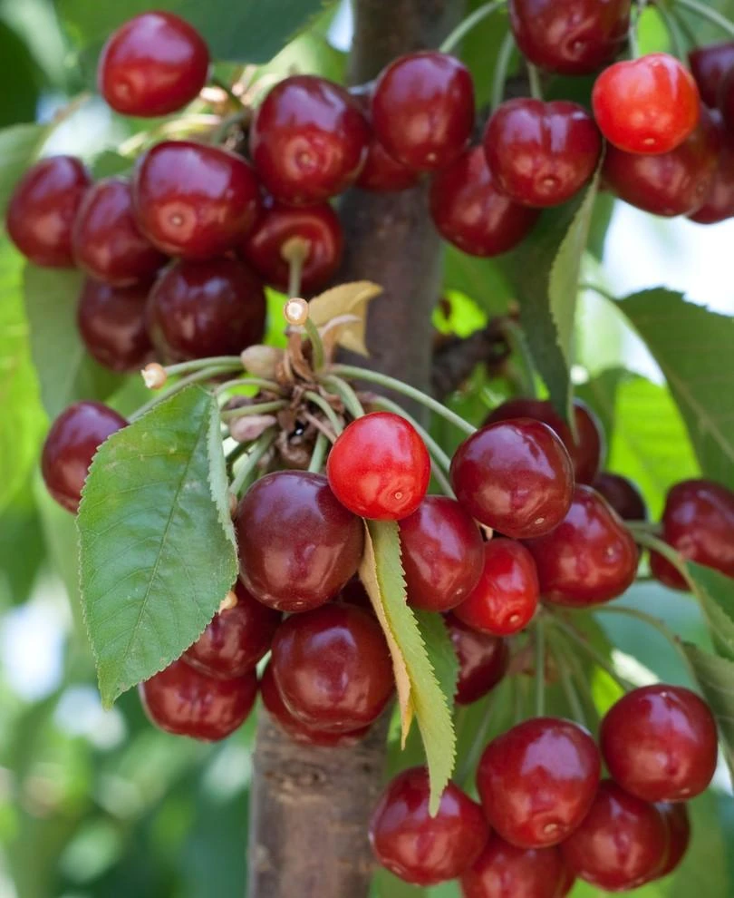 Kristin Cherry 1 Kristin Cherry