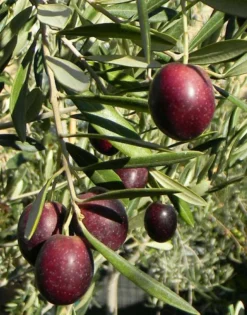 Maurino Olive