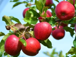 Northern Spy Apple
